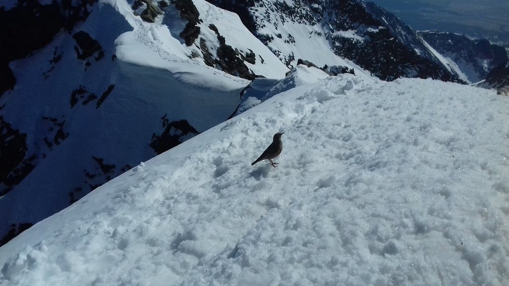 Rysy 31.03.2019.r 177.jpg