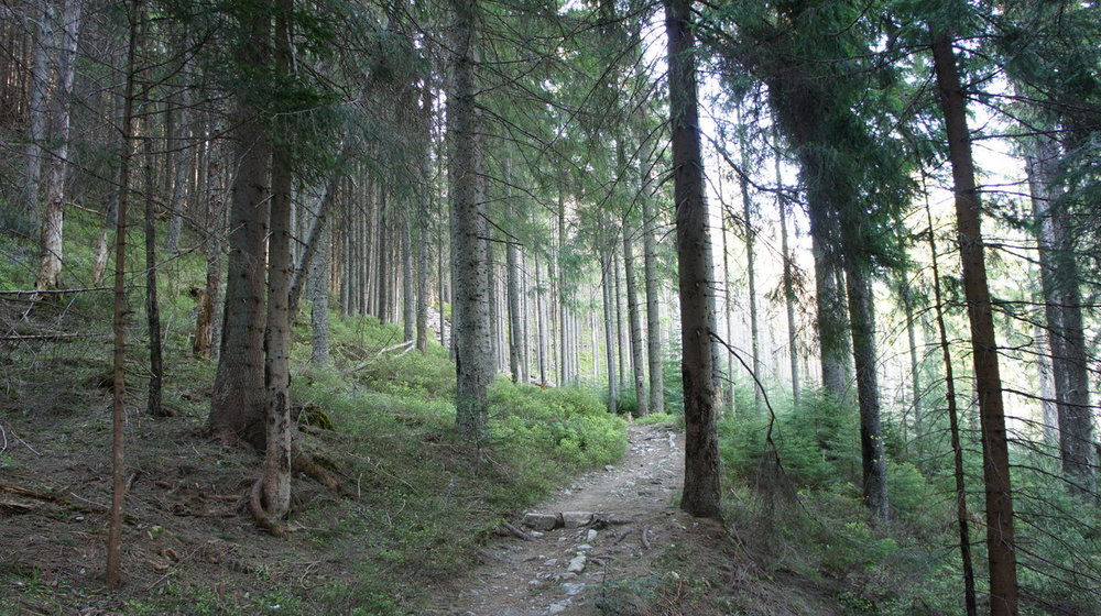 W Drodze na Rówień Waksmundzką (1).JPG