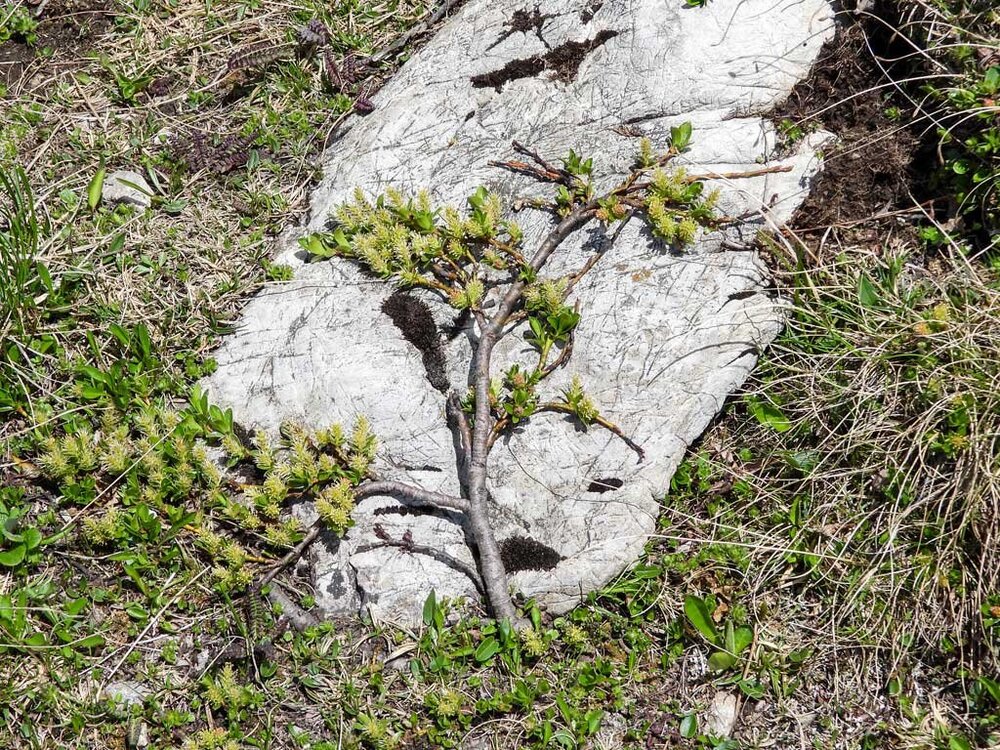 DSCN5814_wierzba-alpejska.thumb.jpg.9856d1f8e22fc97d86eb353201cb07dc.jpg