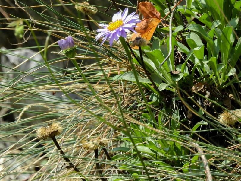 DSCN2366_aster-alpejski.jpg.3062bb7dbcb0cbe37e47f77c2603417e.jpg