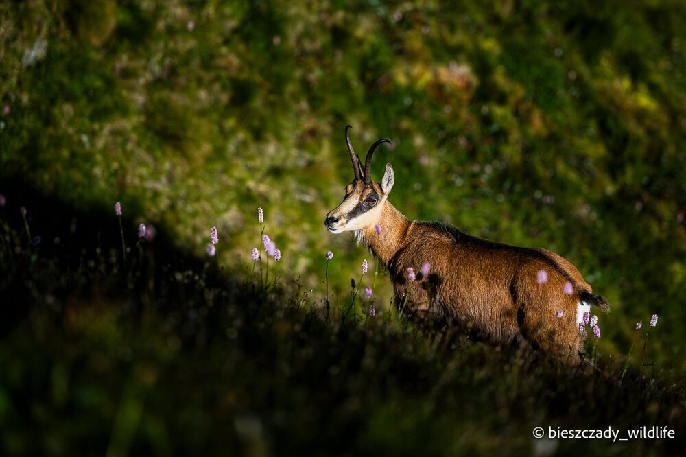 Tatra Chamois 090.jpg