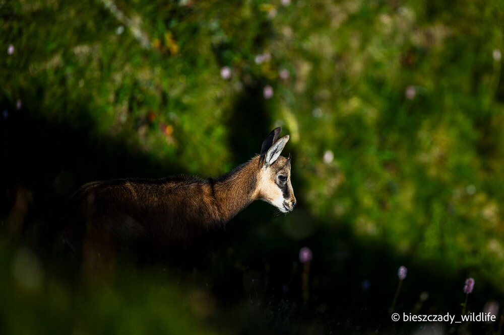 Tatra Chamois 091.jpg