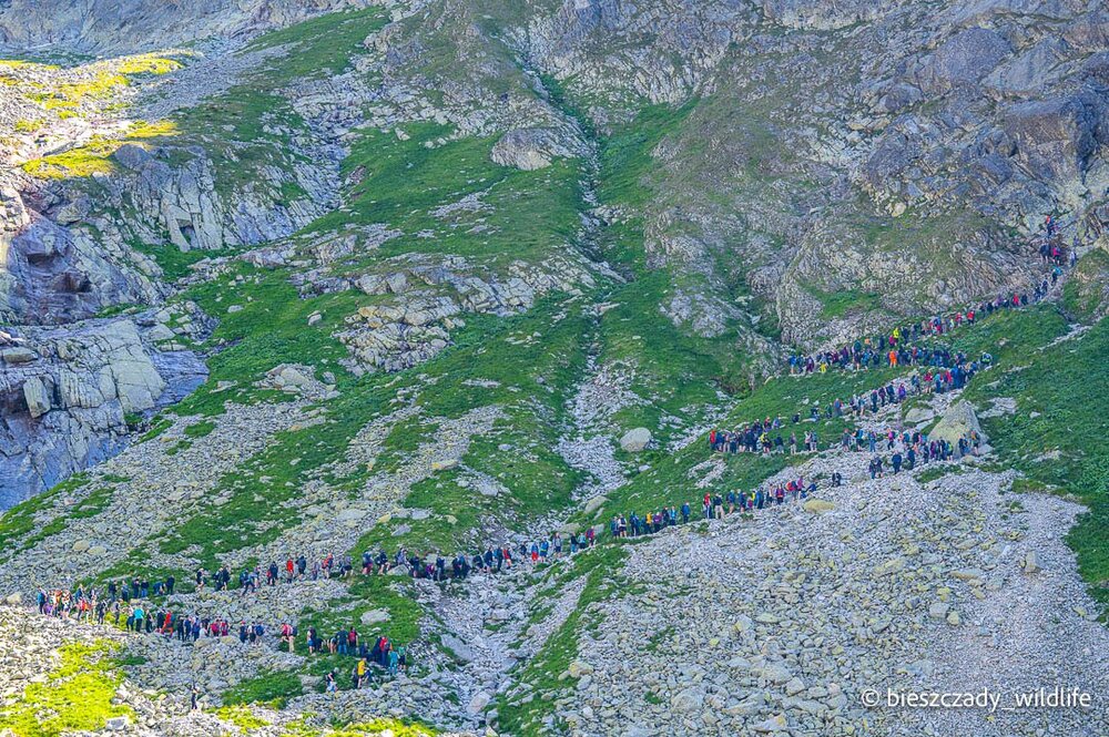 Tatras 2023-213 Dolina Zabia Mieguszowiecka.jpg