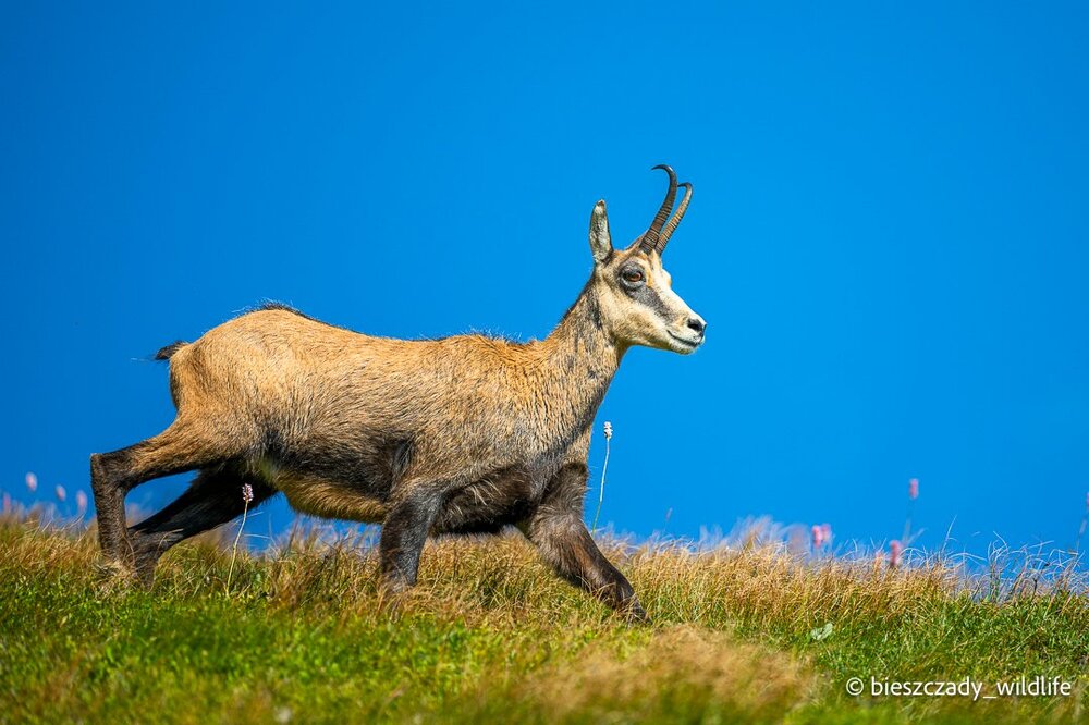 Tatra Chamois 094.jpg