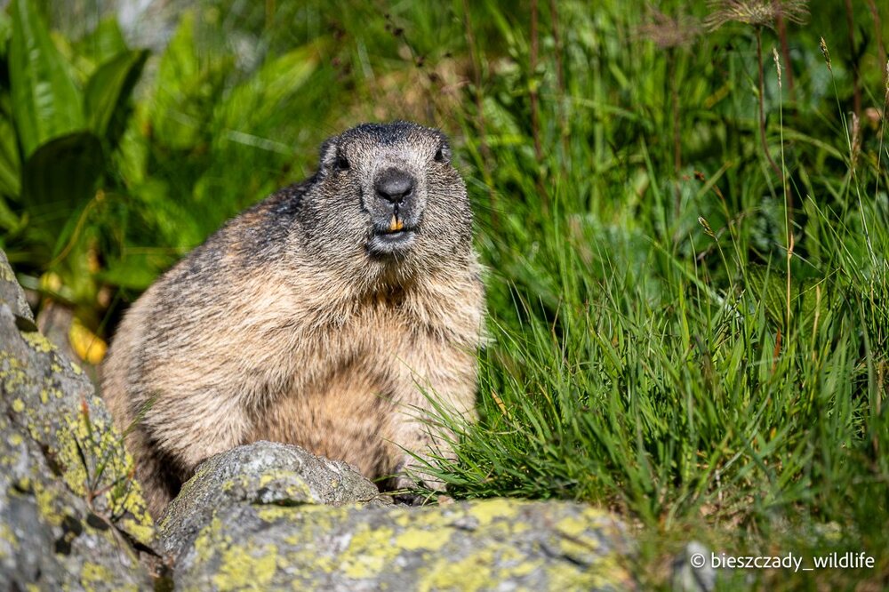 Tatra Marmot 005.jpg