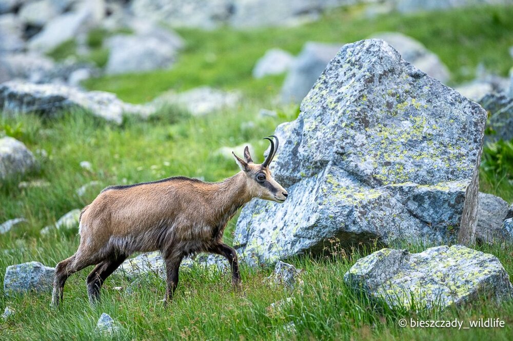 Tatra chamois 080.jpg