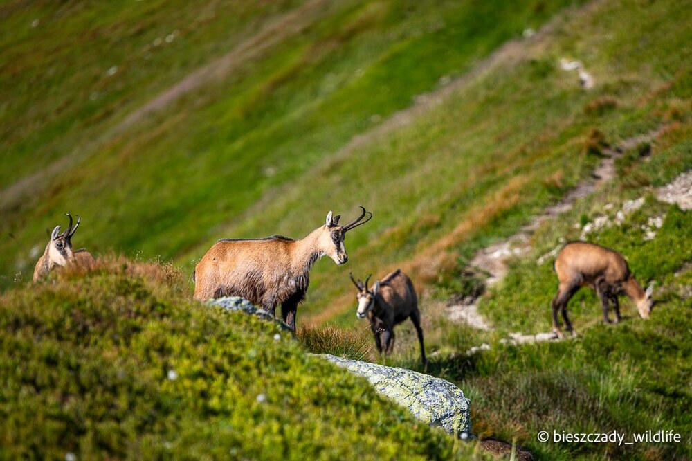 Tatra Chamois 087.jpg