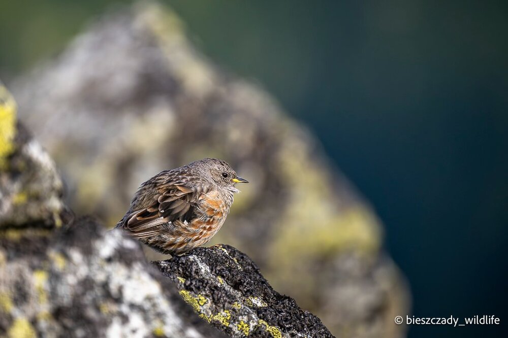 Alpine accentor 026.jpg
