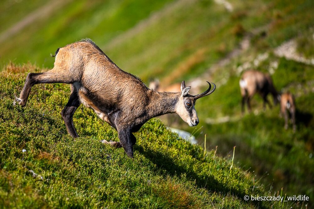 Tatra Chamois 088.jpg