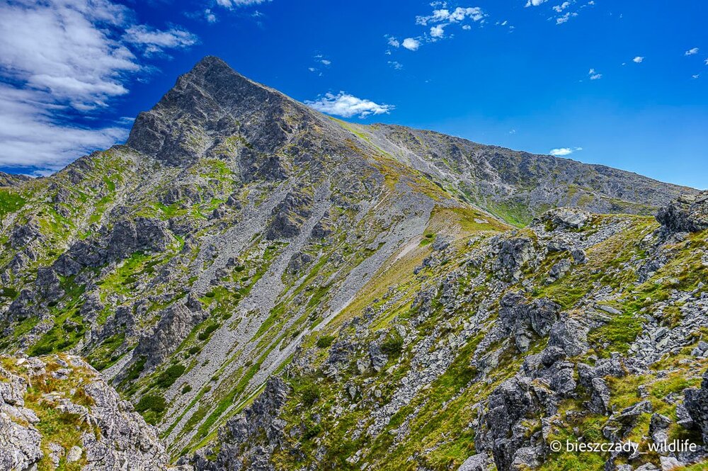 Tatras 2023-246 Krywan.jpg