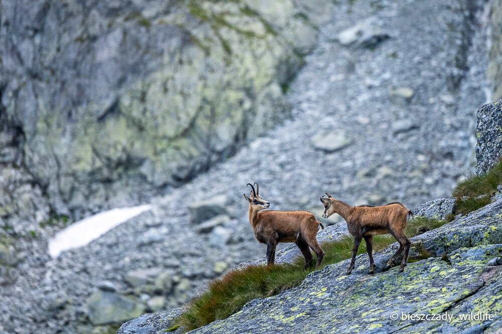 Tatra chamois 082.jpg