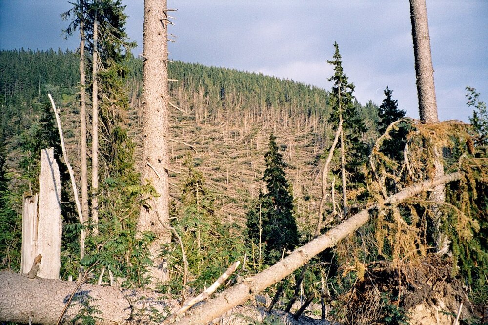 Tatry 2005 A 145.jpg