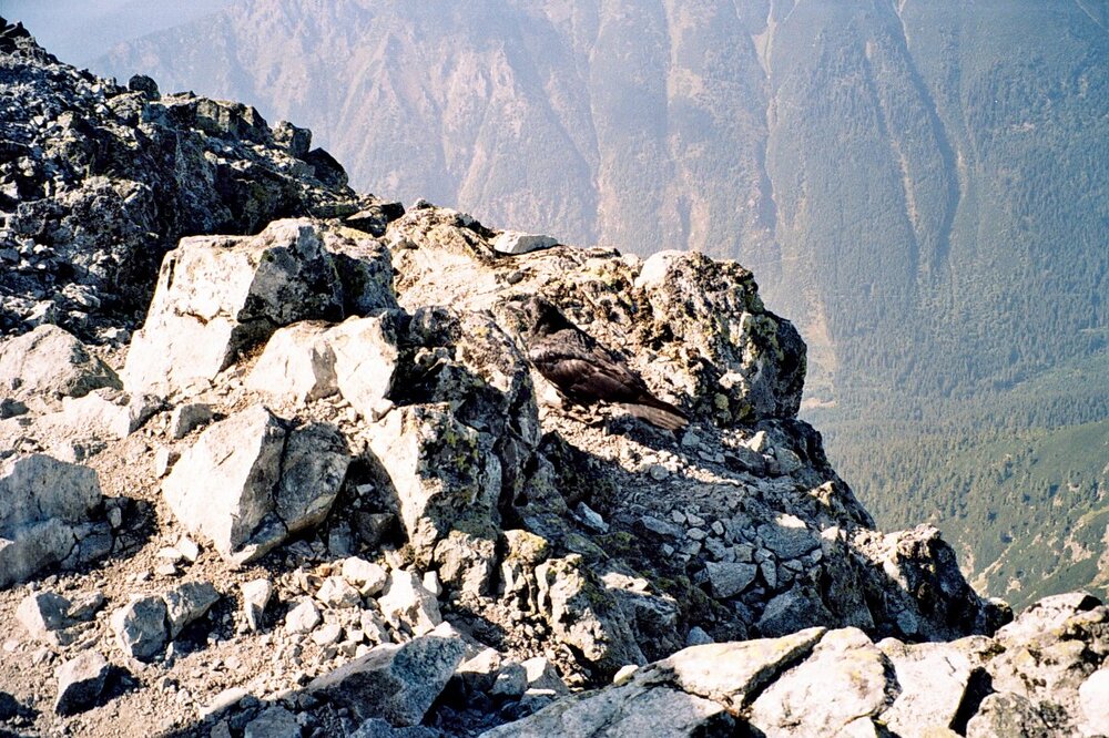 Tatry 2005 A 136.jpg