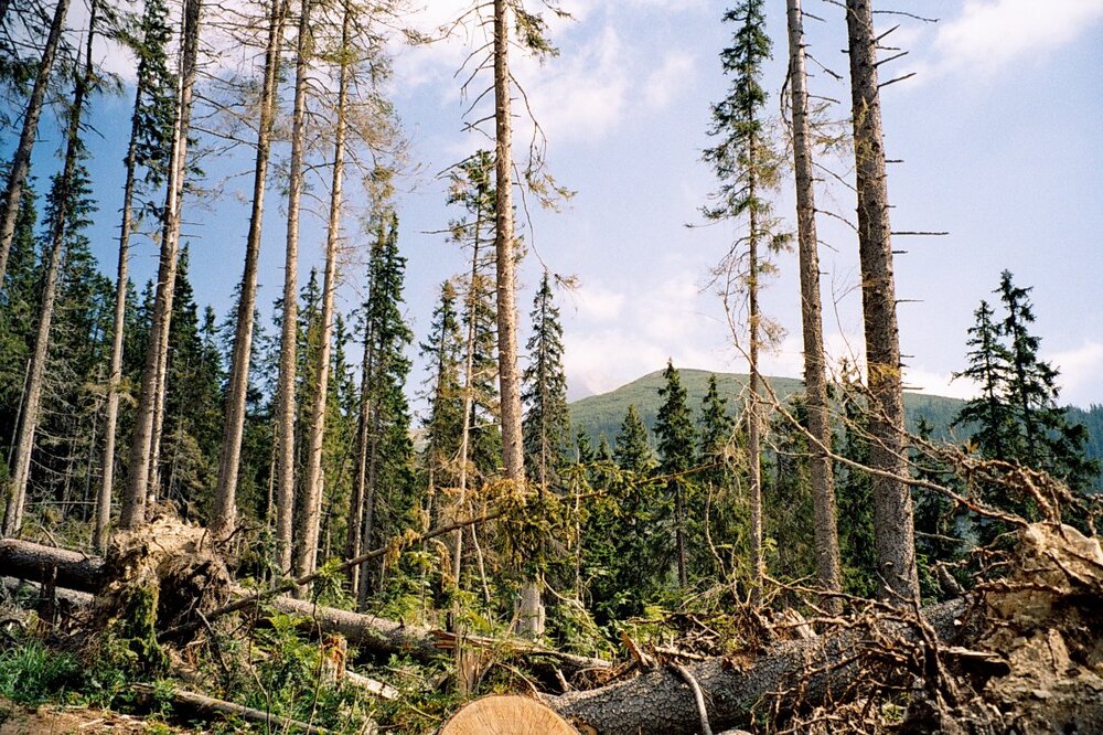 Tatry 2005 A 110.jpg
