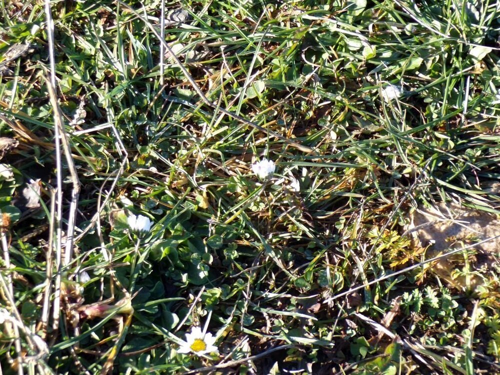 100_3862.thumb.jpg.ae0184c1f33804dbbeaa4e66a7c7205d.jpg