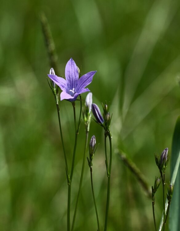 DSC_4040.thumb.jpg.b0063c5f4333c9f844ee7e91d917f76b.jpg